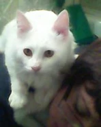 Кошка на спине хозяина