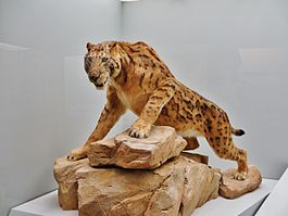 Megantereon model
