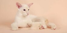 Balinese-cat-7.jpg.pagespeed.ce.DOEIWj0hcu.jpg