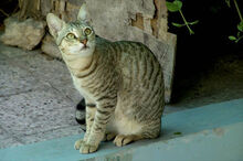 MEACATS AboutUs1.jpg