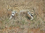 265px-Serval2