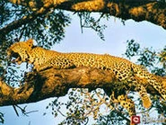 Леопард 5.jpg (16 КБ)