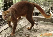 1313840540 catopuma-badia.jpg (100 КБ)