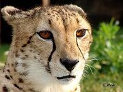 250px-Cheetah12