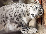 265px-Snow leopard30