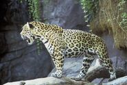 Jaguar