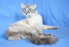 Balinese-cat-3.jpg.pagespeed.ce.0lK42FIa3w.jpg