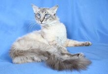 Balinese-cat-3.jpg.pagespeed.ce