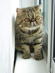 235px-Brown Exotic Shorthair Kitten.jpg