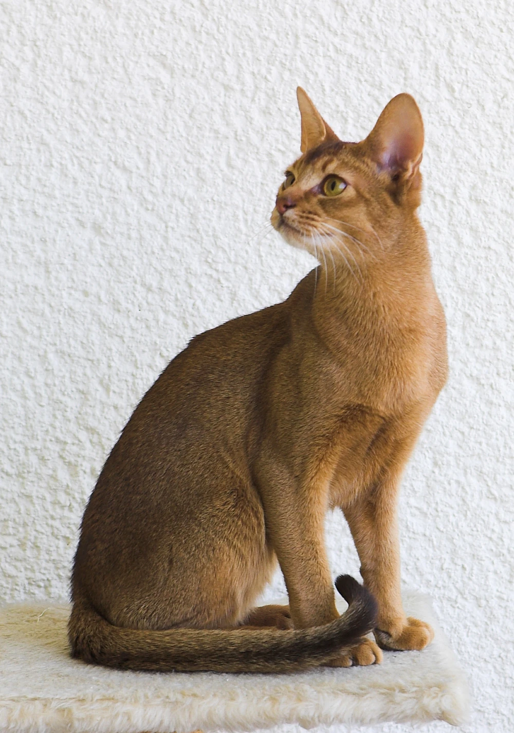 Abyssinian (cat) Catstips Wiki Fandom