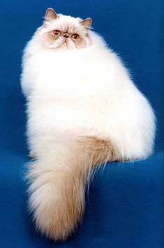 persian himalayan cat paw