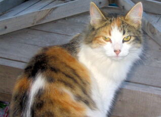 A cat named Kylie cropped.jpg