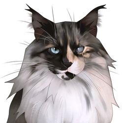 Cattails kitten coats best sale