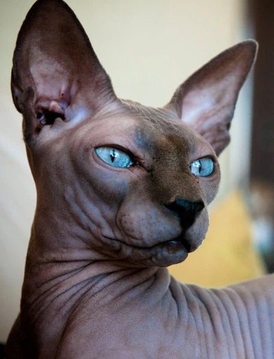 The Disturbing Beauty of Sphynx Cats (41) Images :: Behance