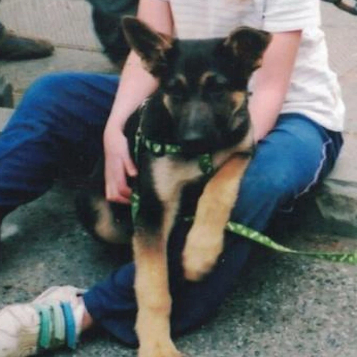 i want to meet your dog Cavetown Wiki Fandom