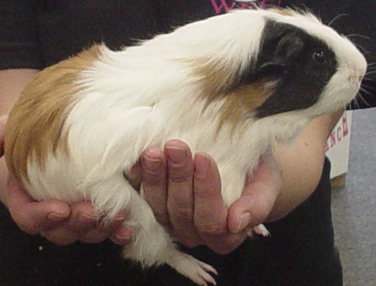 Handling The Guinea Pig Wiki Fandom