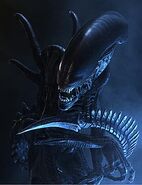 Xenomorph