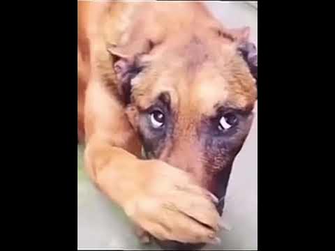 Собака с закрытыми глазами мем WHY IS EVERYONE FARTING??? 