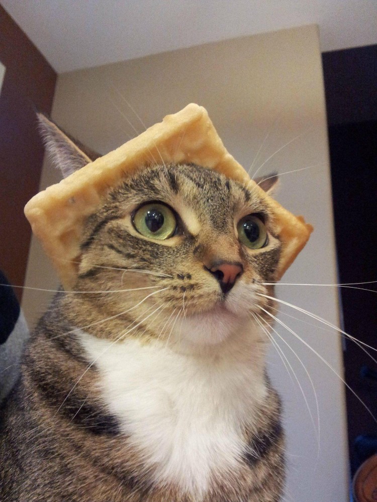Мемы про котиков картинки