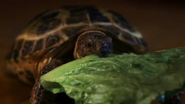 S03E04-Clyde eating lettuce