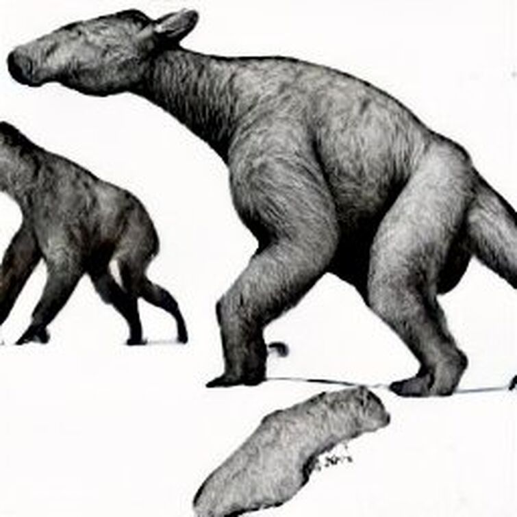 Fandom Image