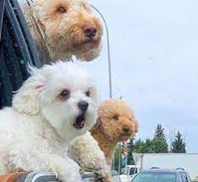 Wholesome pictures of the KREW pets! Fandom