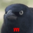 Аватар FluffyCrow