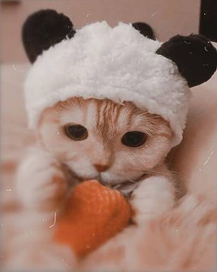 Cute cat pfps I found on google