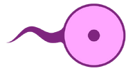 A flagellocyte