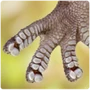 Lizard Sticky Fingers