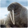 Caniform Walrus