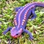 Amphibian Newt