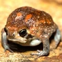 Amphibian Rain Frog
