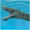 Plesiosaur Aquatic Diapsid