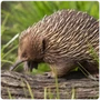 Monotremes Echidna