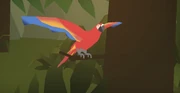 The parrot spreads its wings.