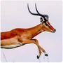 Ungulates Gazelle