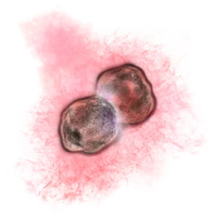 Homunculus Nebula Model