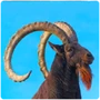 Ungulates Ibex