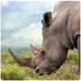 Ungulates Rhinoceros