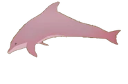 A pink river dolphin