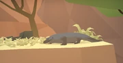 The Komodo Dragon rests in the Savanna.