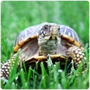 Turtle Box Turtle