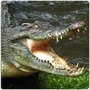 Crocodilia Crocodile