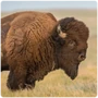 Ungulates Bison