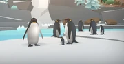 A colony of penguins in the Arctic section of the  garden.