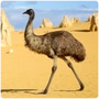 Palaeognathae Emu