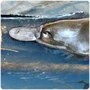 Monotremes Platypus