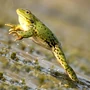 Amphibian Leaping