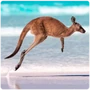 Marsupials Kangaroo
